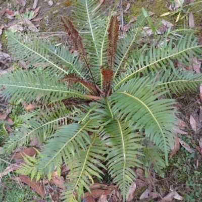 Blechnum nudum (Fishbone Water Fern) at Woodlands, NSW - 25 Sep 2023 by plants