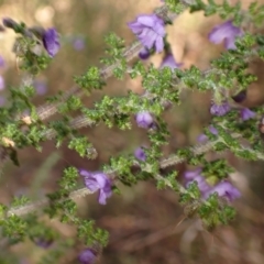 Prostanthera violacea (Violet Mint-bush) at Woodlands, NSW - 25 Sep 2023 by plants