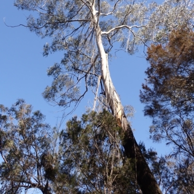 Eucalyptus elata (River Peppermint) at Woodlands, NSW - 25 Sep 2023 by plants