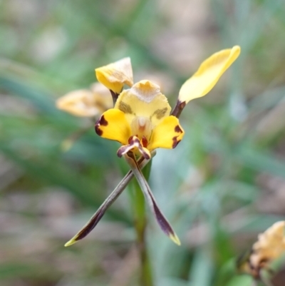 Diuris pardina (Leopard Doubletail) at Albury, NSW - 18 Sep 2023 by RobG1