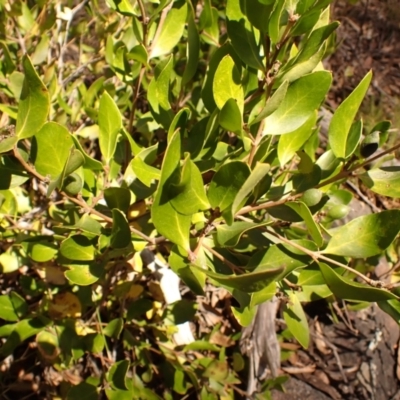 Persoonia laurina (Laurel Geebung) at Woodlands, NSW - 25 Sep 2023 by plants