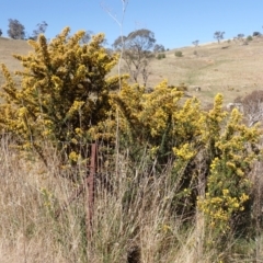 Ulex europaeus (Gorse) at Sutton Forest, NSW - 25 Sep 2023 by plants