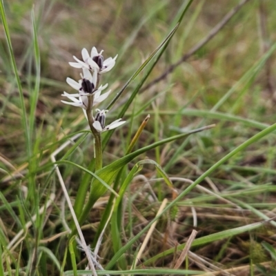 Wurmbea dioica subsp. dioica (Early Nancy) at Tuggeranong, ACT - 25 Sep 2023 by BethanyDunne