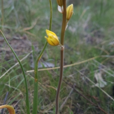 Bulbine bulbosa (Golden Lily) at Tuggeranong, ACT - 25 Sep 2023 by BethanyDunne