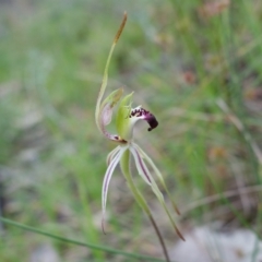 Caladenia parva (Brown-clubbed Spider Orchid) at Albury, NSW - 18 Sep 2023 by RobG1