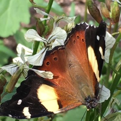 Vanessa itea (Yellow Admiral) at Lower Borough, NSW - 23 Sep 2023 by mcleana