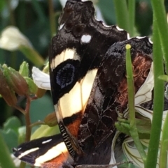 Vanessa itea at Lower Borough, NSW - 23 Sep 2023