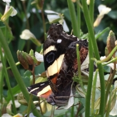 Vanessa itea at Lower Borough, NSW - 23 Sep 2023