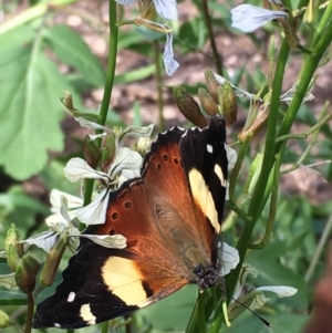 Vanessa itea at Lower Borough, NSW - 23 Sep 2023