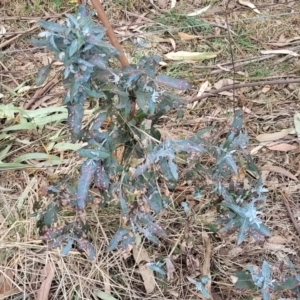 Eucalyptus globulus subsp. bicostata at Mitchell, ACT - 26 Sep 2023