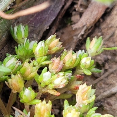 Crassula decumbens var. decumbens (A Stonecrop) at Mitchell, ACT - 26 Sep 2023 by trevorpreston