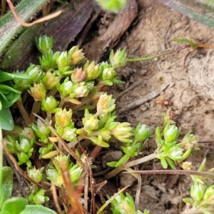 Crassula decumbens var. decumbens at Mitchell, ACT - 26 Sep 2023