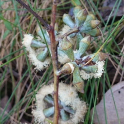 Eucalyptus albens (White Box) at Albury, NSW - 18 Sep 2023 by RobG1