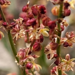 Rumex acetosella (Sheep Sorrel) at Mitchell, ACT - 26 Sep 2023 by trevorpreston