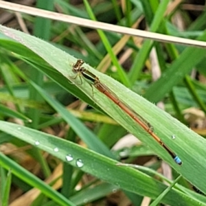 Ischnura aurora at Crace Grasslands - 26 Sep 2023