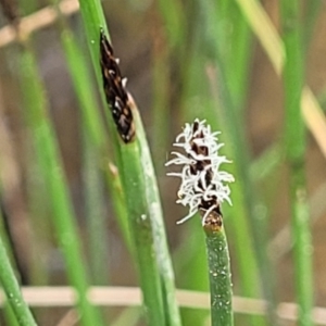 Eleocharis acuta at Mitchell, ACT - 26 Sep 2023 10:01 AM