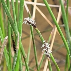 Eleocharis acuta at Mitchell, ACT - 26 Sep 2023 10:01 AM