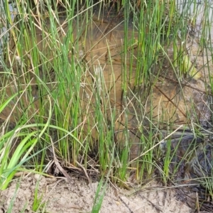 Eleocharis acuta at Mitchell, ACT - 26 Sep 2023 10:01 AM