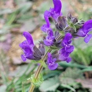 Salvia verbenaca var. verbenaca at Mitchell, ACT - 26 Sep 2023