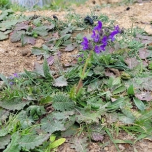 Salvia verbenaca var. verbenaca at Mitchell, ACT - 26 Sep 2023