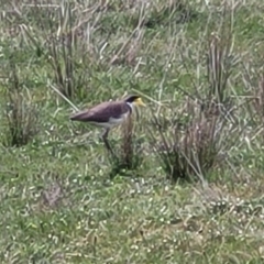 Vanellus miles (Masked Lapwing) at Mitchell, ACT - 25 Sep 2023 by trevorpreston