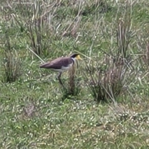 Vanellus miles at Mitchell, ACT - 26 Sep 2023 09:59 AM