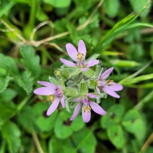 Erodium moschatum at Mitchell, ACT - 26 Sep 2023