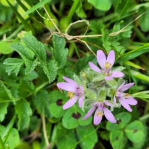 Erodium moschatum at Mitchell, ACT - 26 Sep 2023