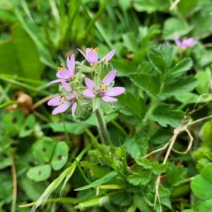 Erodium moschatum at Mitchell, ACT - 26 Sep 2023