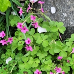 Oxalis debilis var. corymbosa (Pink Woodsorrel) at Mitchell, ACT - 25 Sep 2023 by trevorpreston