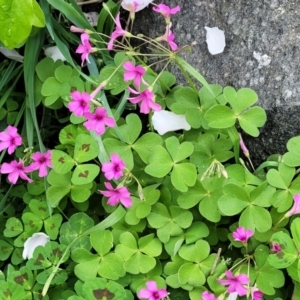 Oxalis debilis var. corymbosa at Mitchell, ACT - 26 Sep 2023