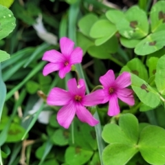 Oxalis debilis var. corymbosa at Mitchell, ACT - 26 Sep 2023