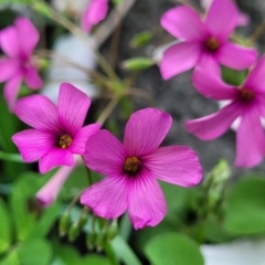 Oxalis debilis var. corymbosa at Mitchell, ACT - 26 Sep 2023