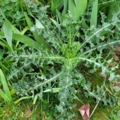 Sonchus asper (Prickly Sowthistle) at Mitchell, ACT - 26 Sep 2023 by trevorpreston