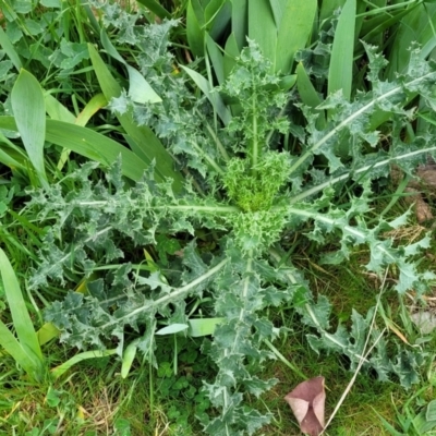 Sonchus asper (Prickly Sowthistle) at Mitchell, ACT - 25 Sep 2023 by trevorpreston