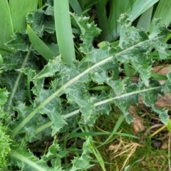 Sonchus asper at Mitchell, ACT - 26 Sep 2023 09:52 AM