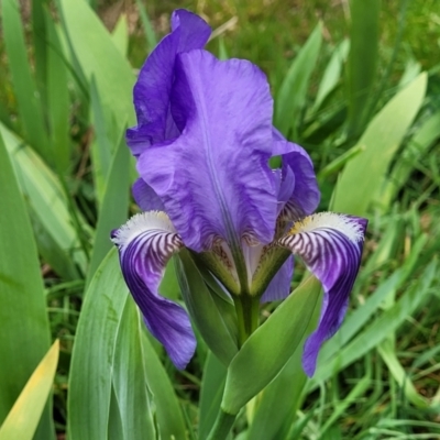 Iris germanica (Tall Bearded Iris) at Mitchell, ACT - 26 Sep 2023 by trevorpreston