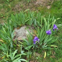 Iris germanica at Mitchell, ACT - 26 Sep 2023