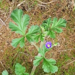 Erodium crinitum at Mitchell, ACT - 26 Sep 2023