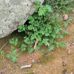 Erodium crinitum at Mitchell, ACT - 26 Sep 2023