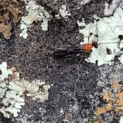 Braconidae (family) (Unidentified braconid wasp) at Mitchell, ACT - 25 Sep 2023 by trevorpreston