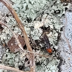 Braconidae (family) at Mitchell, ACT - 26 Sep 2023 09:48 AM