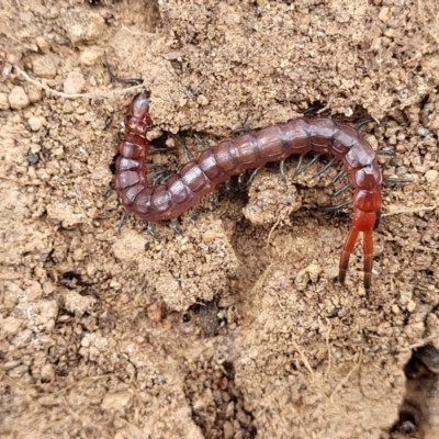 Scolopendromorpha (order) (A centipede) at Mitchell, ACT - 26 Sep 2023 by trevorpreston