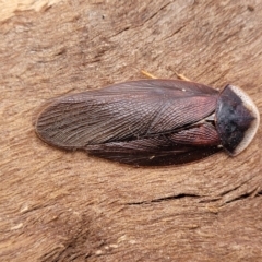 Laxta granicollis (Common bark or trilobite cockroach) at Mitchell, ACT - 26 Sep 2023 by trevorpreston