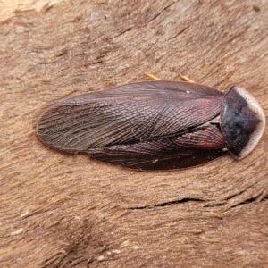 Laxta granicollis at Mitchell, ACT - 26 Sep 2023 09:35 AM