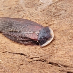 Laxta granicollis at Mitchell, ACT - 26 Sep 2023 09:35 AM