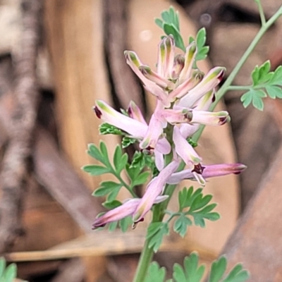 Fumaria muralis subsp. muralis (Wall Fumitory) at Mitchell, ACT - 25 Sep 2023 by trevorpreston