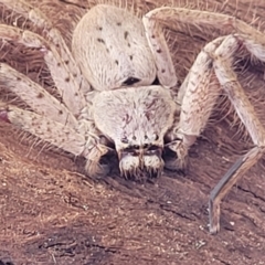 Isopeda sp. (genus) (Huntsman Spider) at Mitchell, ACT - 26 Sep 2023 by trevorpreston