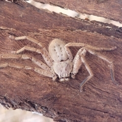 Isopeda sp. (genus) at Mitchell, ACT - 26 Sep 2023 09:30 AM