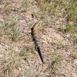 Tiliqua scincoides scincoides at Latham, ACT - 26 Sep 2023